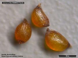   Seeds:   Juncus aridicola ; Photo by South Australian Seed Conservation Centre, used with permission
